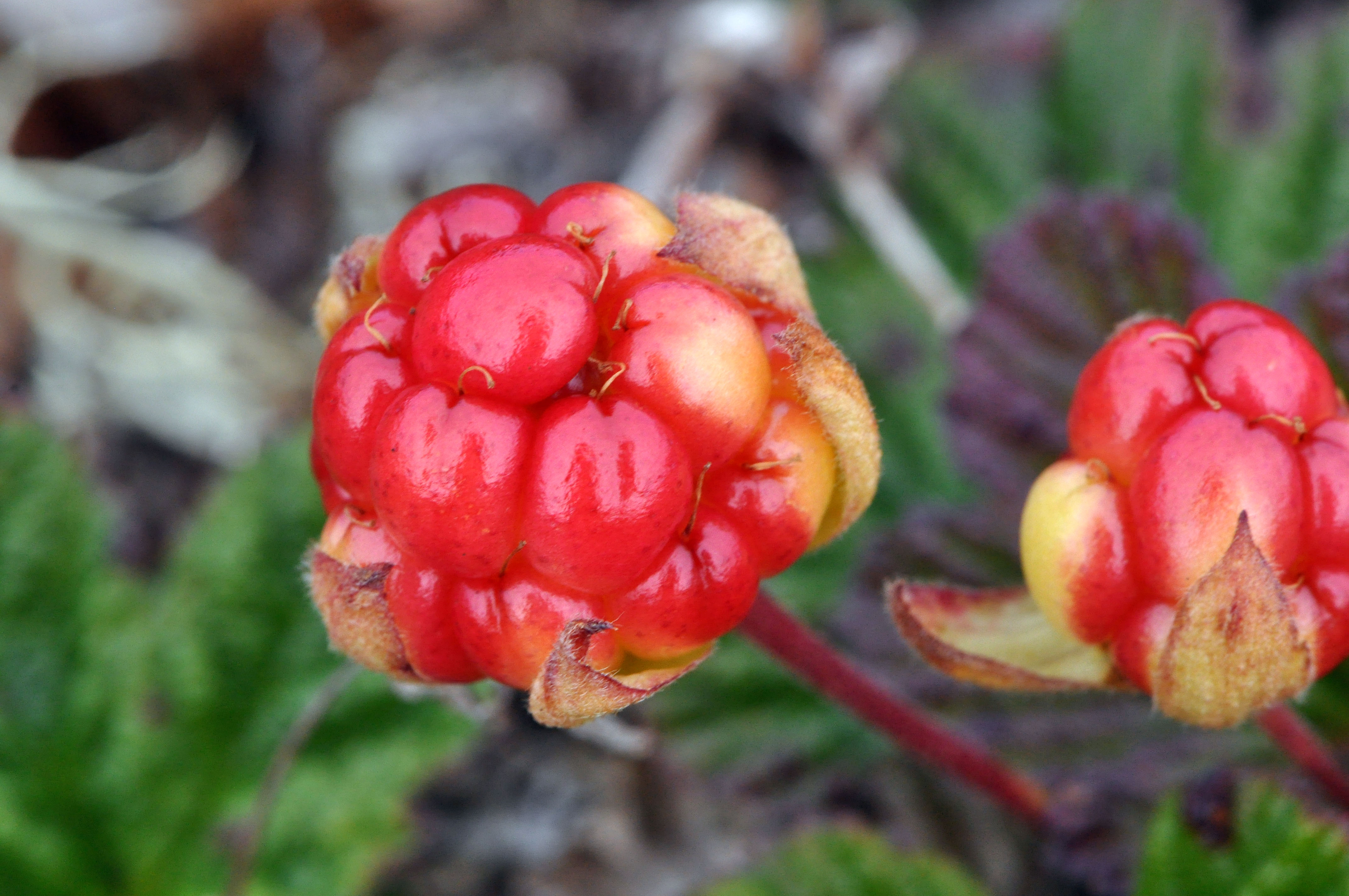 Rubus chamaemorus